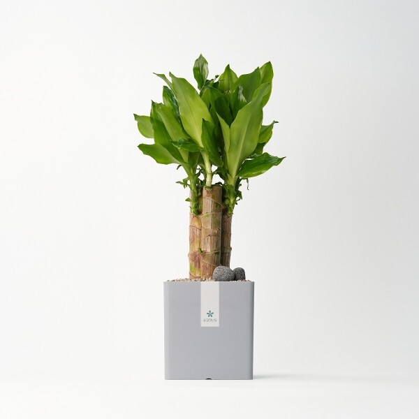 꽃집청년들,황금죽 모던라인 1호