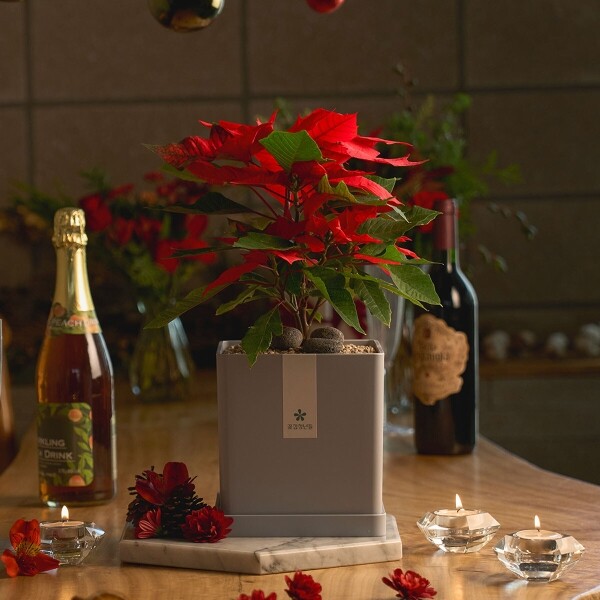 꽃집청년들,크리스마스 포인세티아