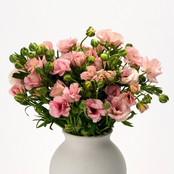 꽃집청년들,버터플라이 핑크 5대