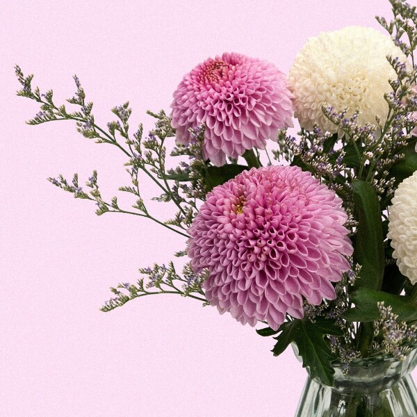 꽃집청년들,MIX 퐁퐁국화