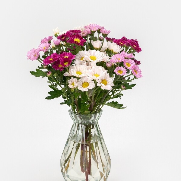 꽃집청년들,MIX 핑크소국