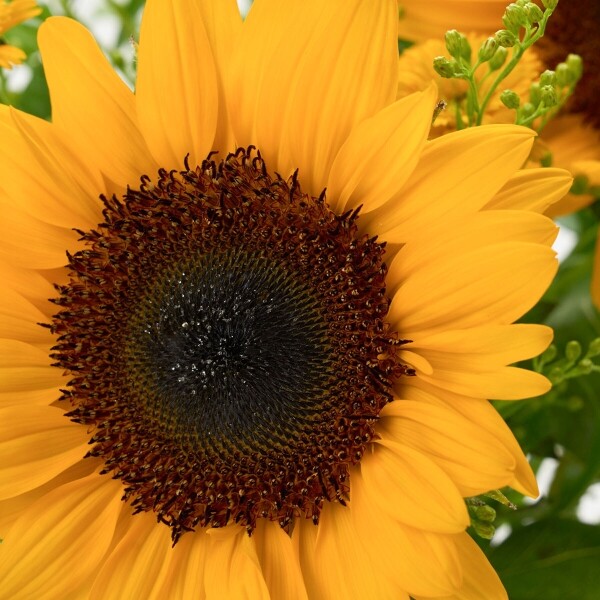 꽃집청년들,MIX 해바라기