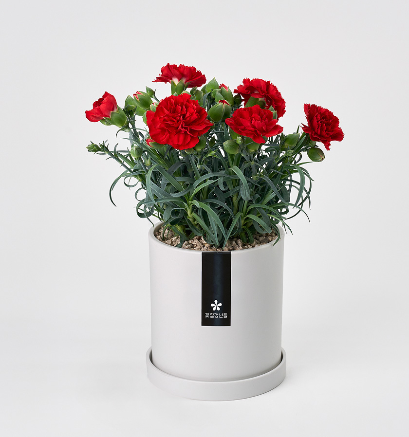 어버이날 카네이션