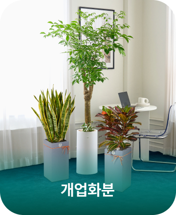 개업화분
