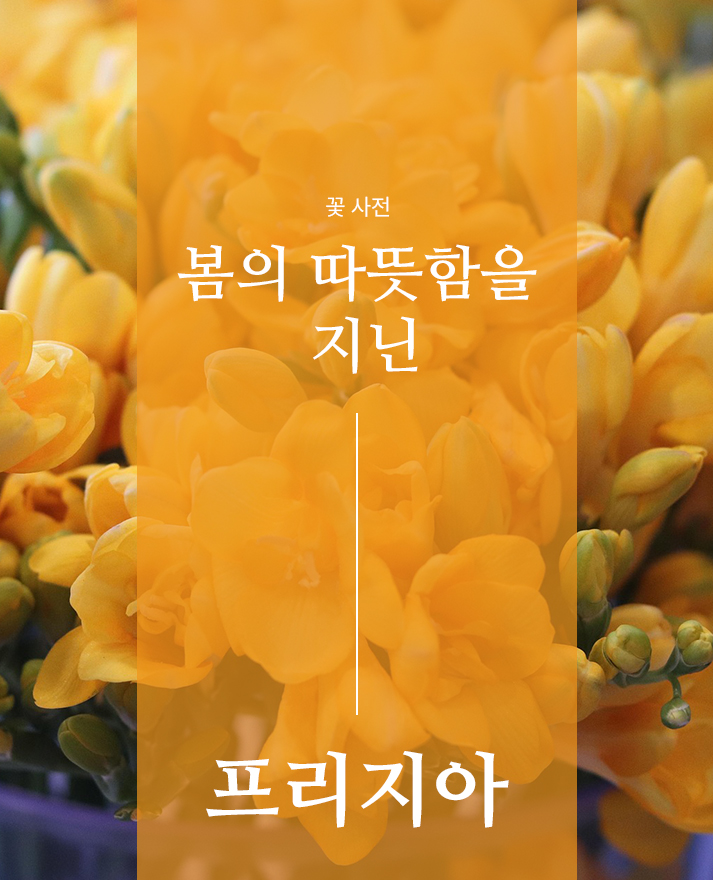 프리지아의 모든것