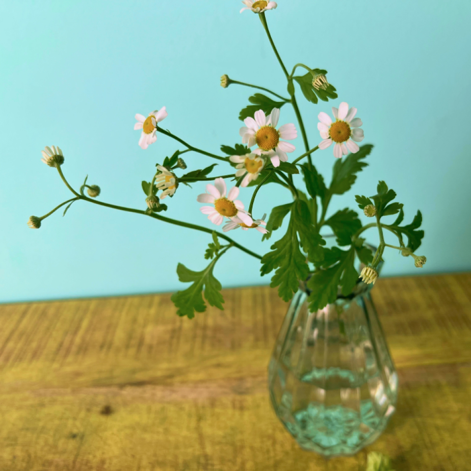 봄꽃 튤립 화병에 꽂아볼까요?