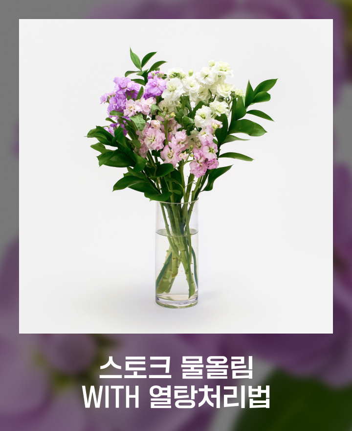 스토크 물올림
