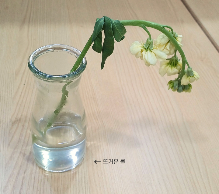 포트로 끓인 뜨거운 물에 줄기를 담가 주세요.