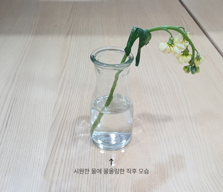 바로 찬물이 담긴 화병에 바로 옮겨주세요.