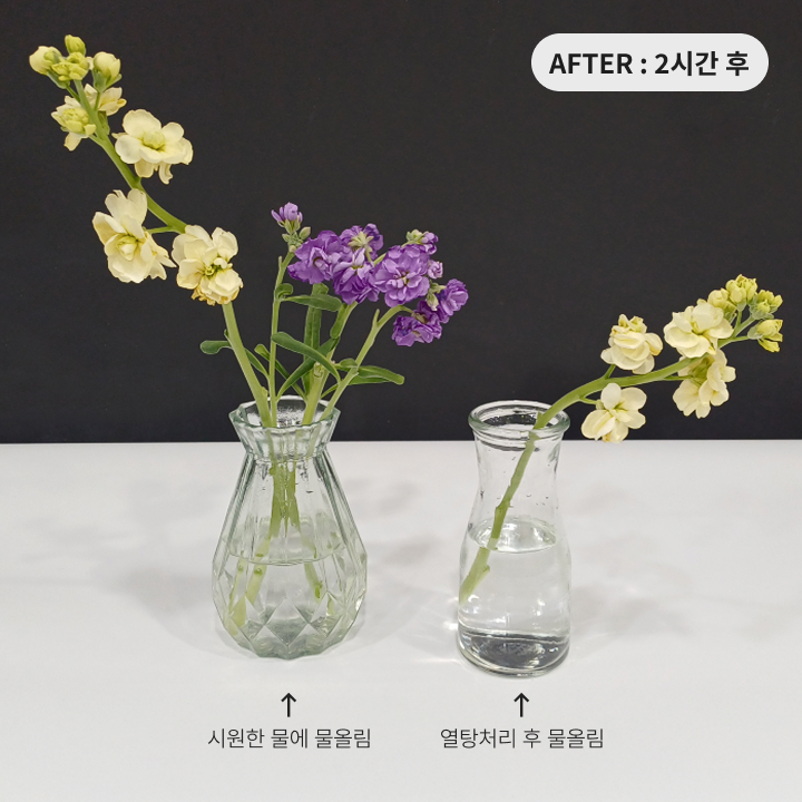 시원한 물로 물올림한 스토크와 열탕처리한 스토크