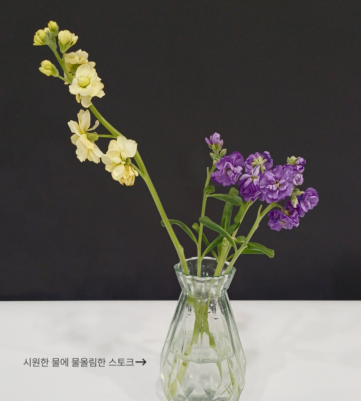 시원한 물에 물올림한 스토크 