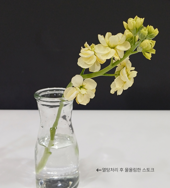 시원한 물에 물올림한 스토크 