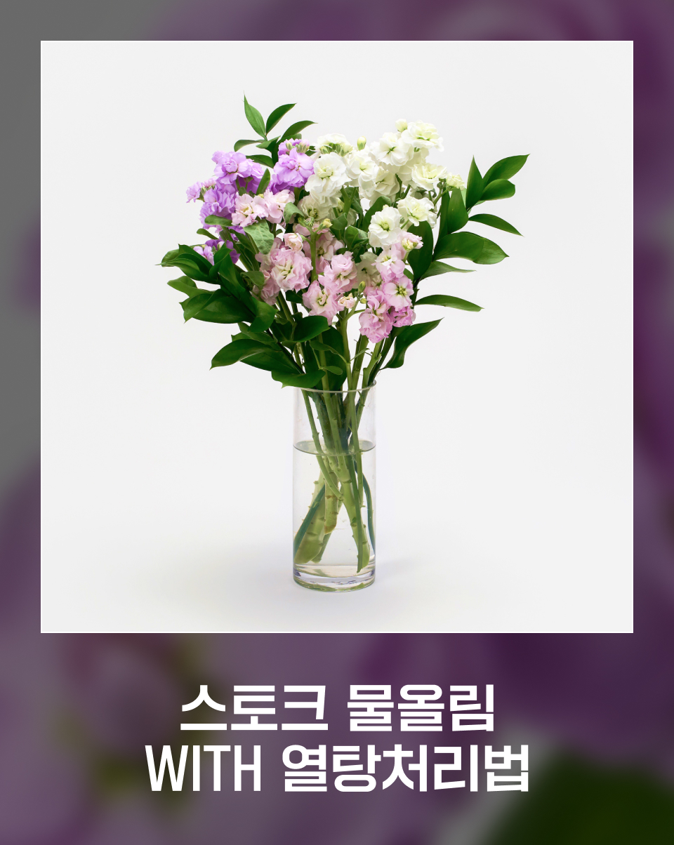 스토크 물올림