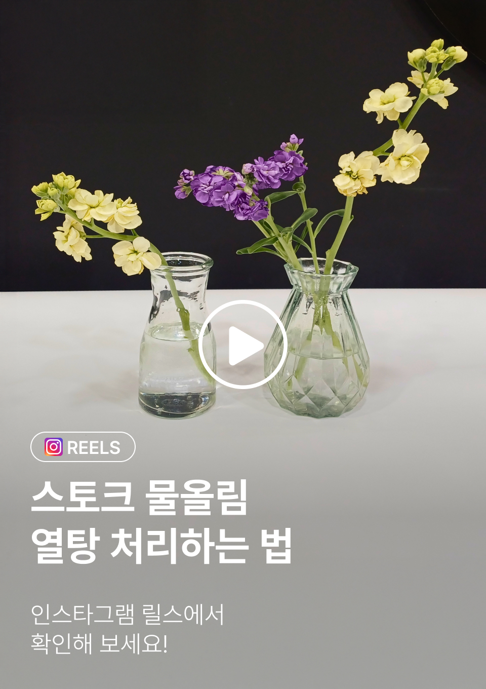 스토크 물올림 열탕 처리하는 법
