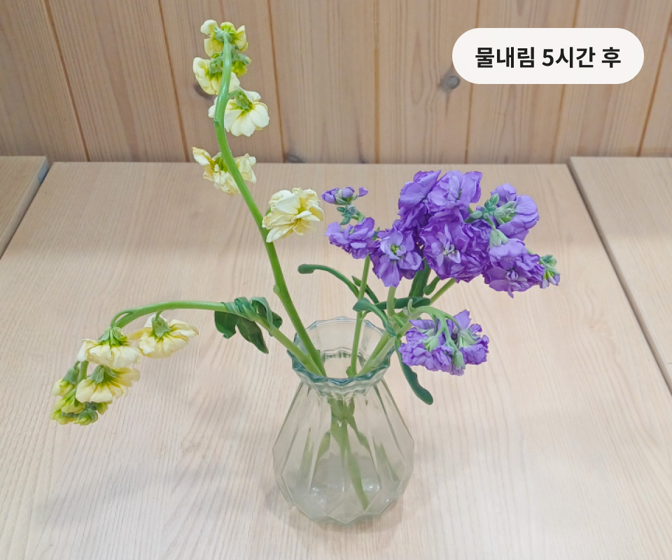 스토크 실험 물내림 5시간 후 모습