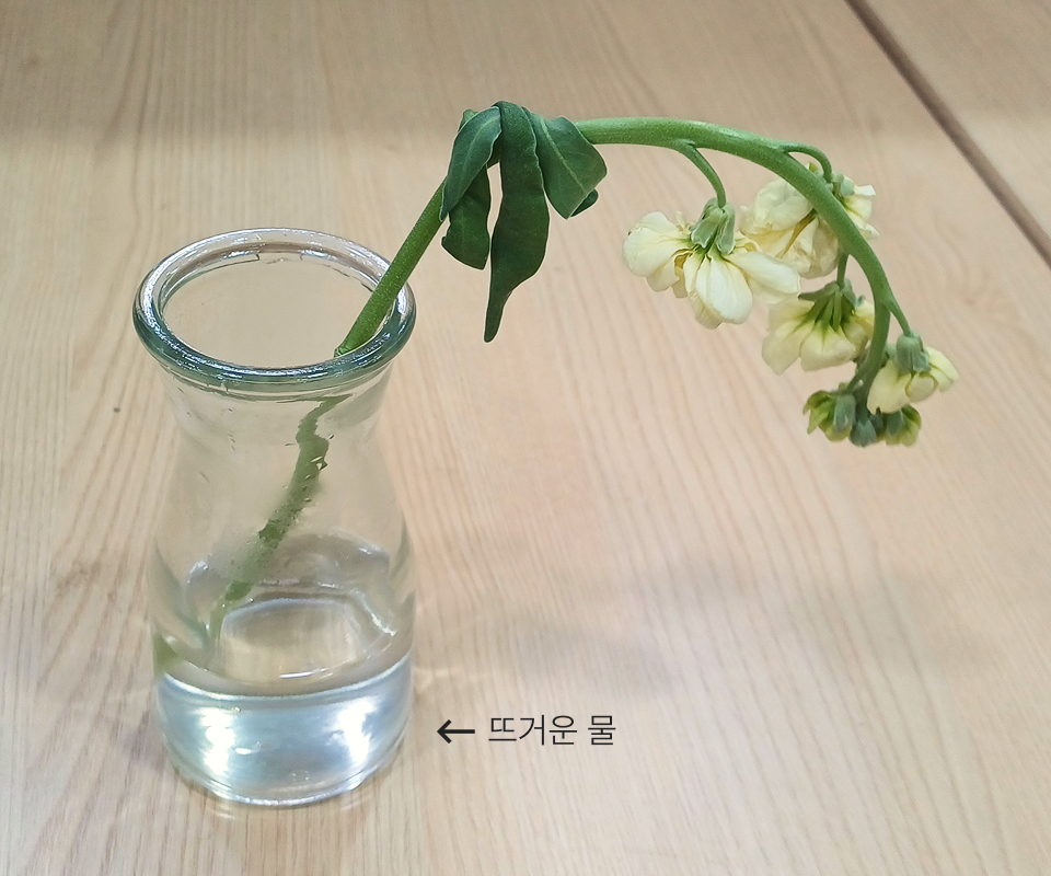 포트로 끓인 뜨거운 물에 줄기를 담가 주세요.