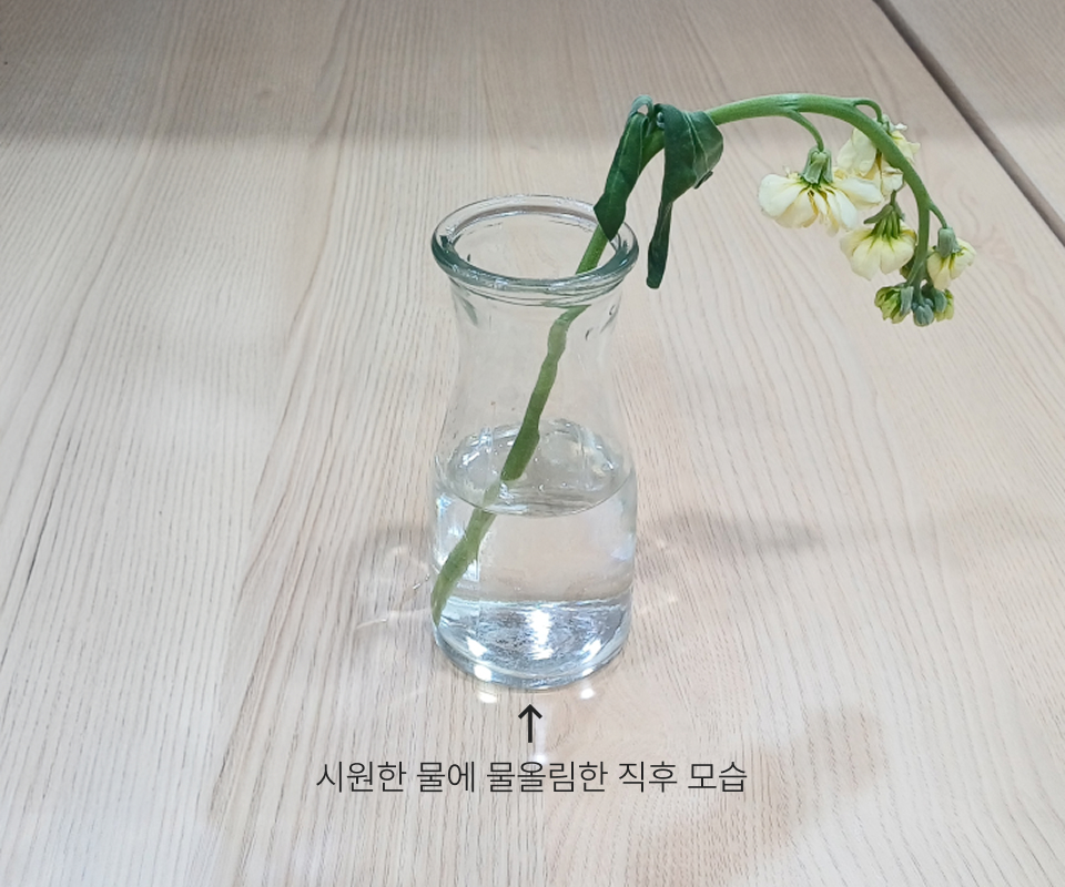 바로 찬물이 담긴 화병에 바로 옮겨주세요.