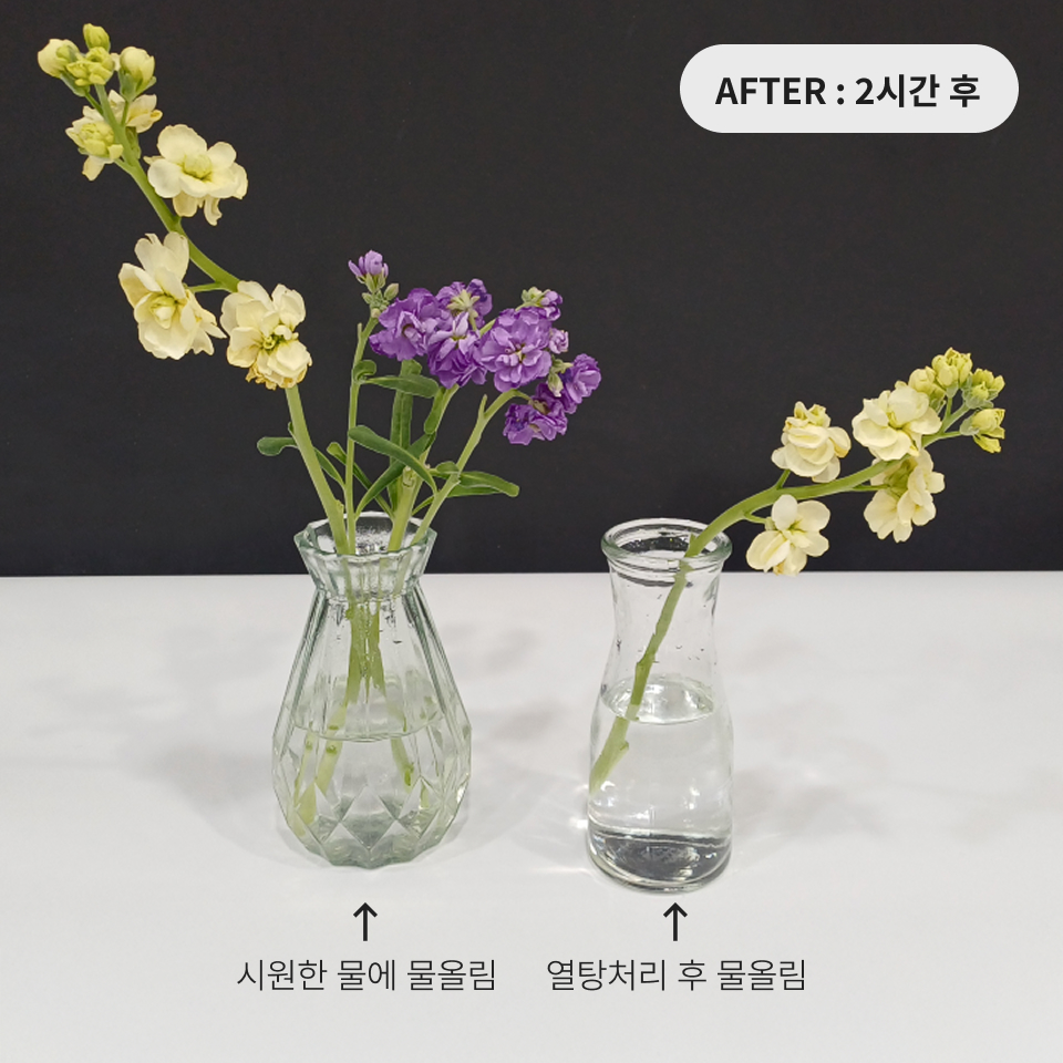 시원한 물로 물올림한 스토크와 열탕처리한 스토크