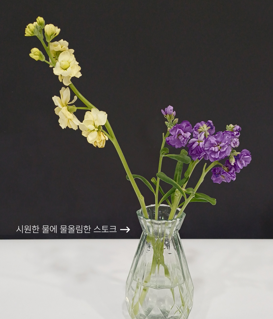 시원한 물에 물올림한 스토크