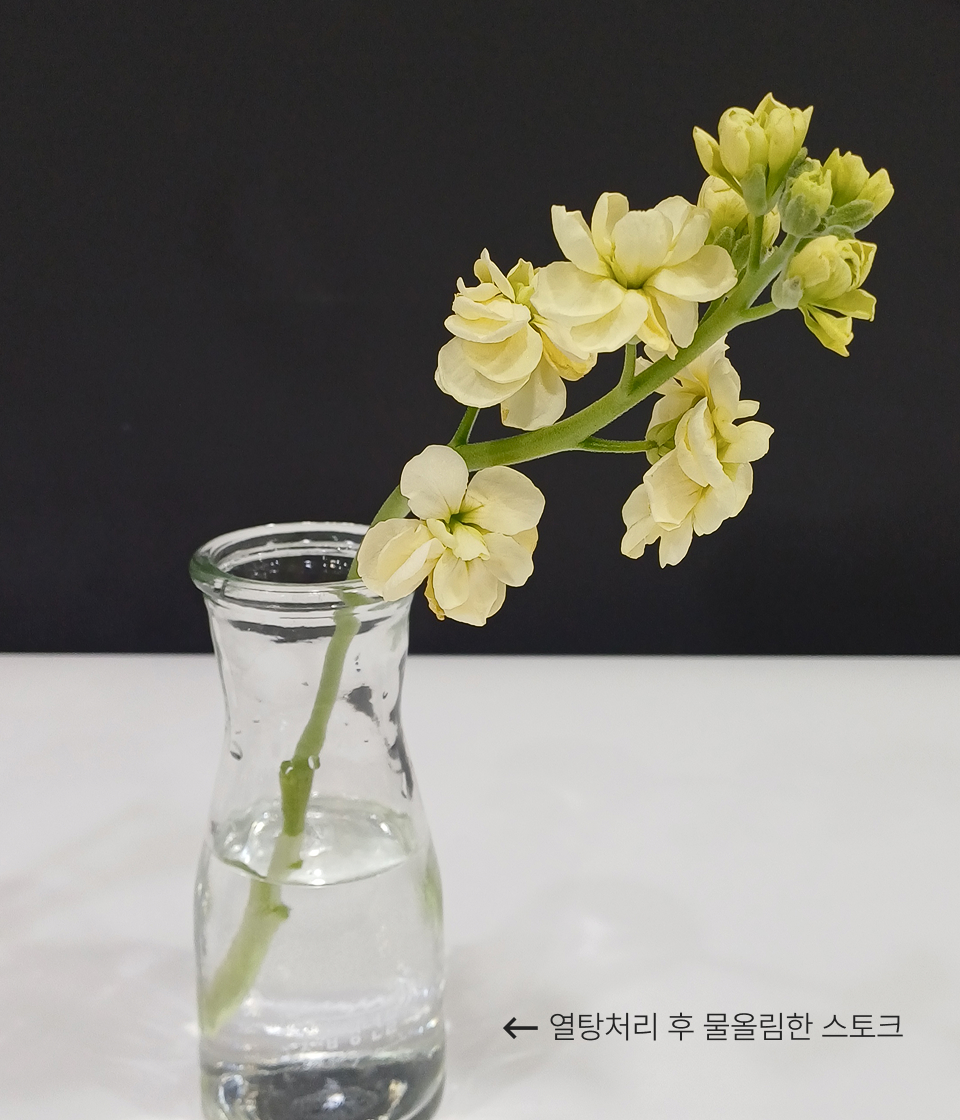 시원한 물에 물올림한 스토크
