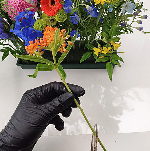 여름 사방화, 트로피칼 센터피스 투베로사