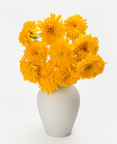 테디베어 해바라기