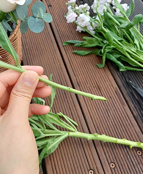 가을국화 소국 꽃 다듬기