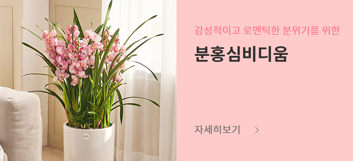 분홍심비디움
